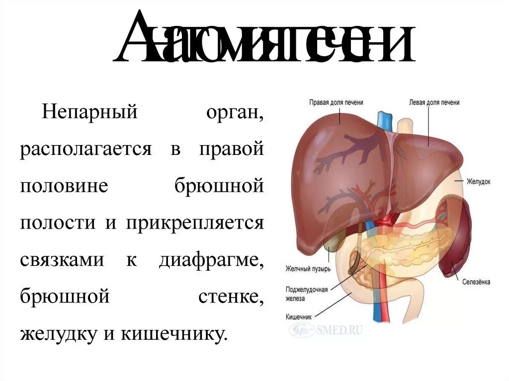 Печень и желчный пузырь анатомия. Печень человека рисунок. Печень анатомия человека расположение. В каком боку печень