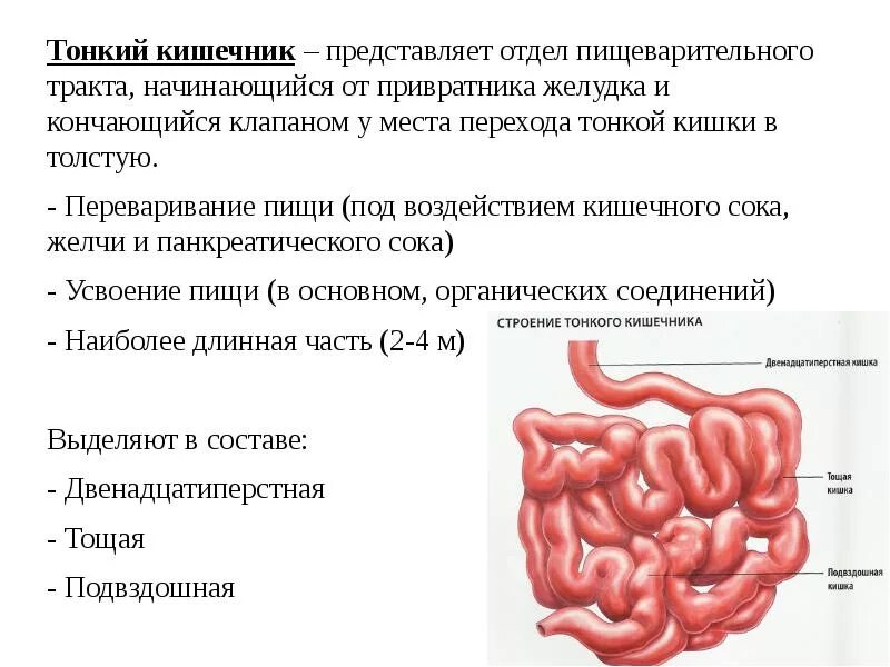 Толстая кишка человека функции. Отделы пищеварительного тракта тонкая кишка. Пищеварительная система тонкий кишечник. Пищеварительная система тонкая и толстая кишка. Пищеварительная система физиология тонкий кишечник.