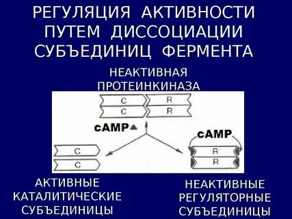 Регуляция протеинкиназы а