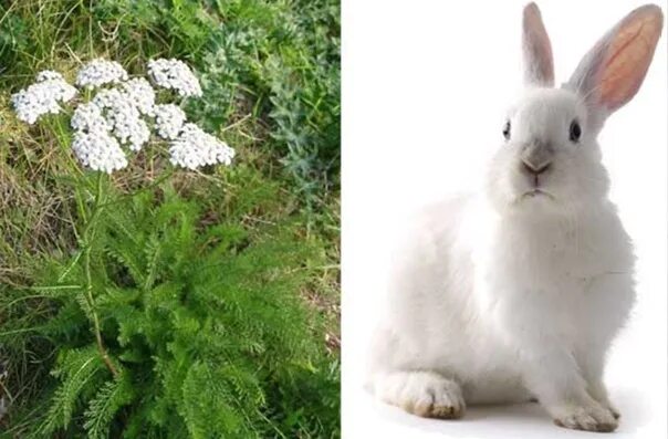 Тысячелистник achillea anthea. Тысячелистник кроликам. Тысячелистник ахиллея. Тысячелистник диадема. Тысячелистник обыкновенный фармакогнозия.
