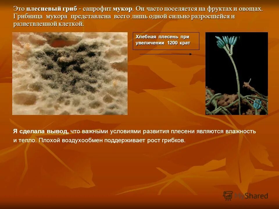 плесневые грибы на хлебе. полезные и вредные плесневые грибы. вред от плесневых грибов. полезные и вредные плесневые грибы. где встречается плесень.