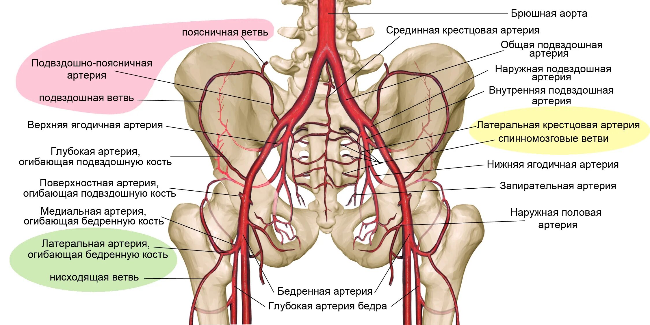 Ветви внутренней подвздошной артерии. Ветви общей подвздошной артерии схема. Ветви наружной подвздошной артерии анатомия. Ветви внутренней подвздошной артерии анатомия. По дну чего проложена артерия жизни