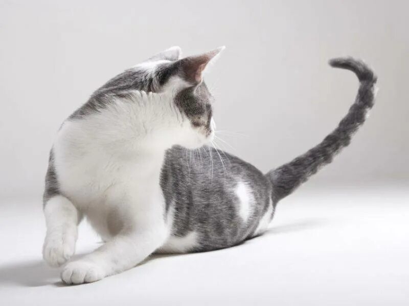 Кот говорит красивое. Кот с хвостом. кот с поднятым хвостом. котенок с поднятым хвостом. кошкин хвост.