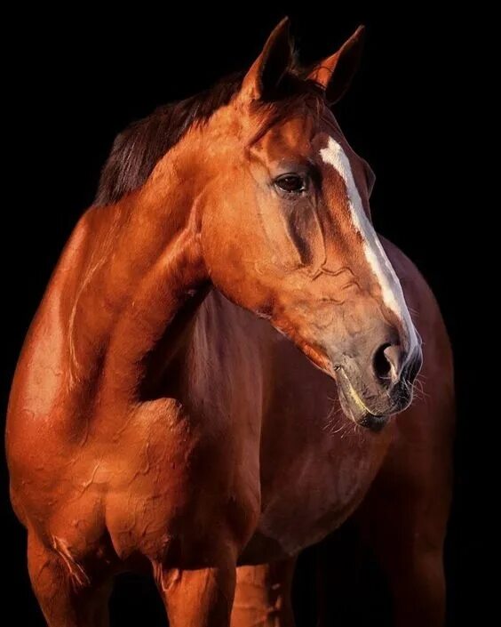 Конь рыжий. Рыжий конь Эстетика. Рыжая масть. Лошади мерин жеребец рыжий. Рыже черная лошадь