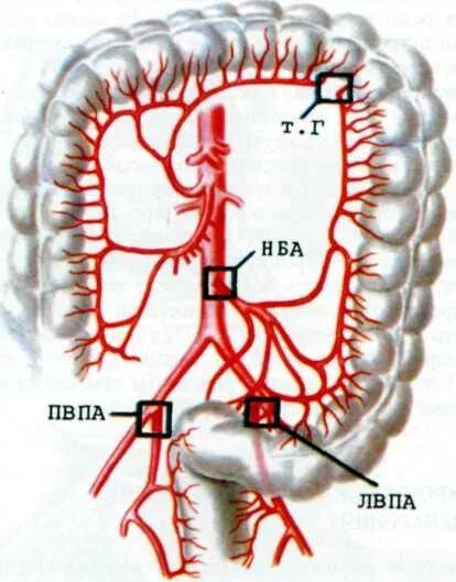 Критическая точка Зудека. Кровоснабжение толстой кишки. Артериальная дуга Риолана. Точка кровообращения