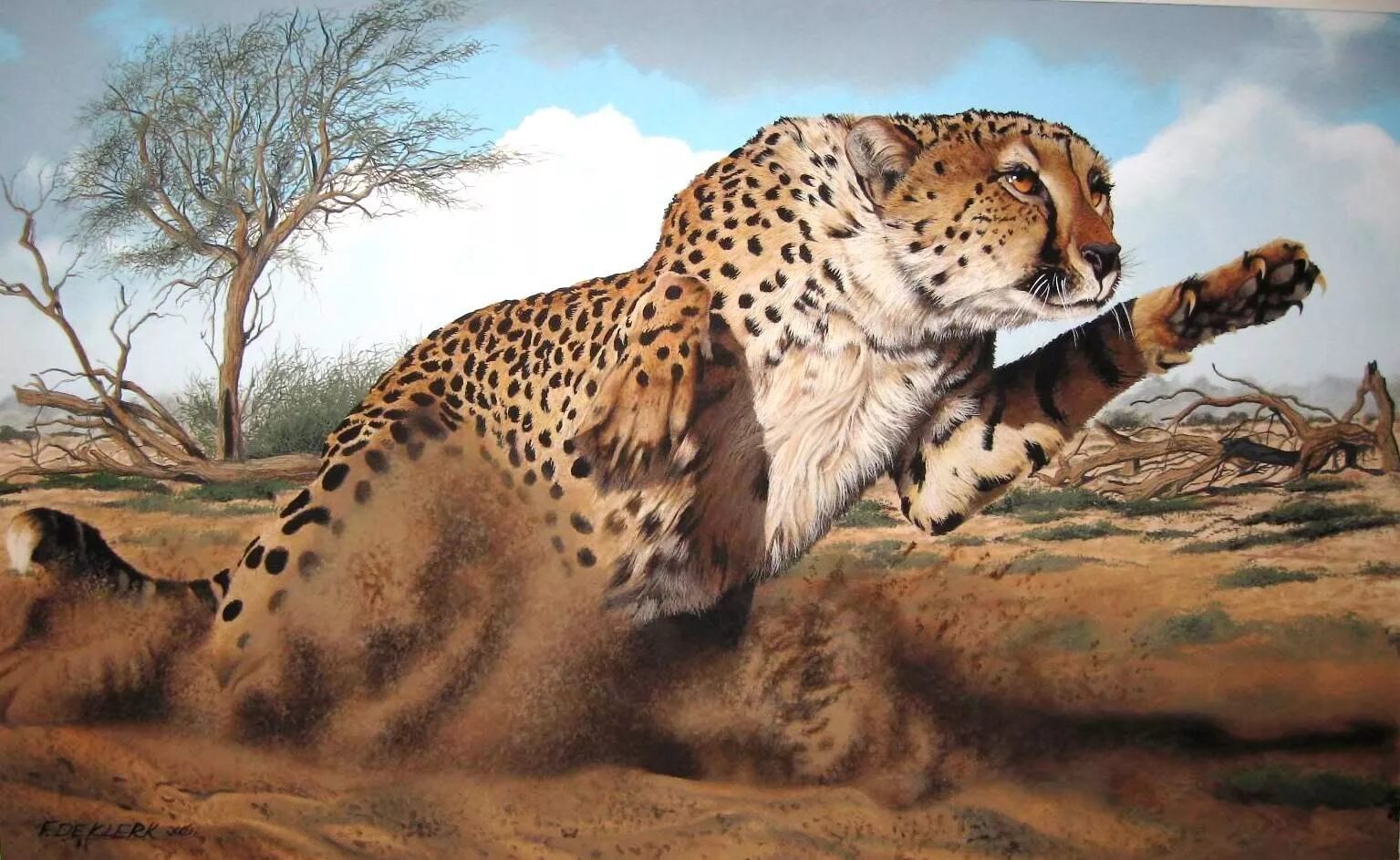 Leopards run runs fast