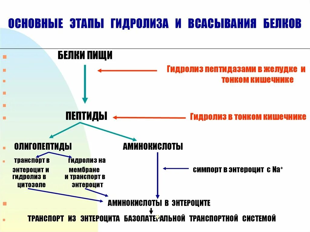 Гидролиз жиров ферменты. Всасывание продуктов гидролиза белков жиров углеводов. Основные этапы переваривания белков в желудочно-кишечном тракте. Всасывание продуктов гидролиза белков. Механизм всасывания белков в желудке.