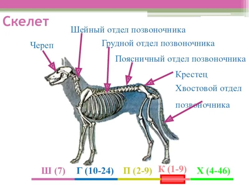 Строение позвоночника млекопитающих отделы. Строение скелета собаки позвоночник. Отделы позвоночника млекопитающих 7 класс. Строение позвоночника млекопитающих шейный отдел. Определите отделы позвоночника млекопитающих