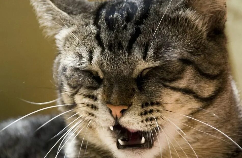 Кот хрипит когда дышит. Кошка чихает. кошка дышит. котик с открытым ртом. кот жмурится.