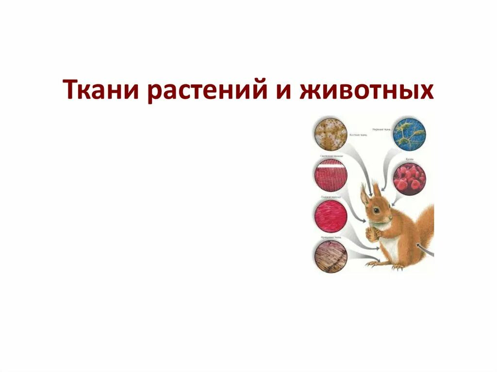 Тема "Основные методы селекции растений, животных и микроорганизмов"