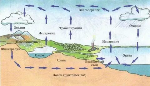 Вода в биосфере