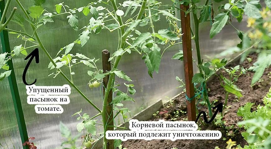 Формирование помидоров в теплице в два стебля. Пасынкование томатов. формирование томатов в 2 стебля в открытом грунте. формируем томаты в теплице в 2 стебля. формирование помидор в два стебля.