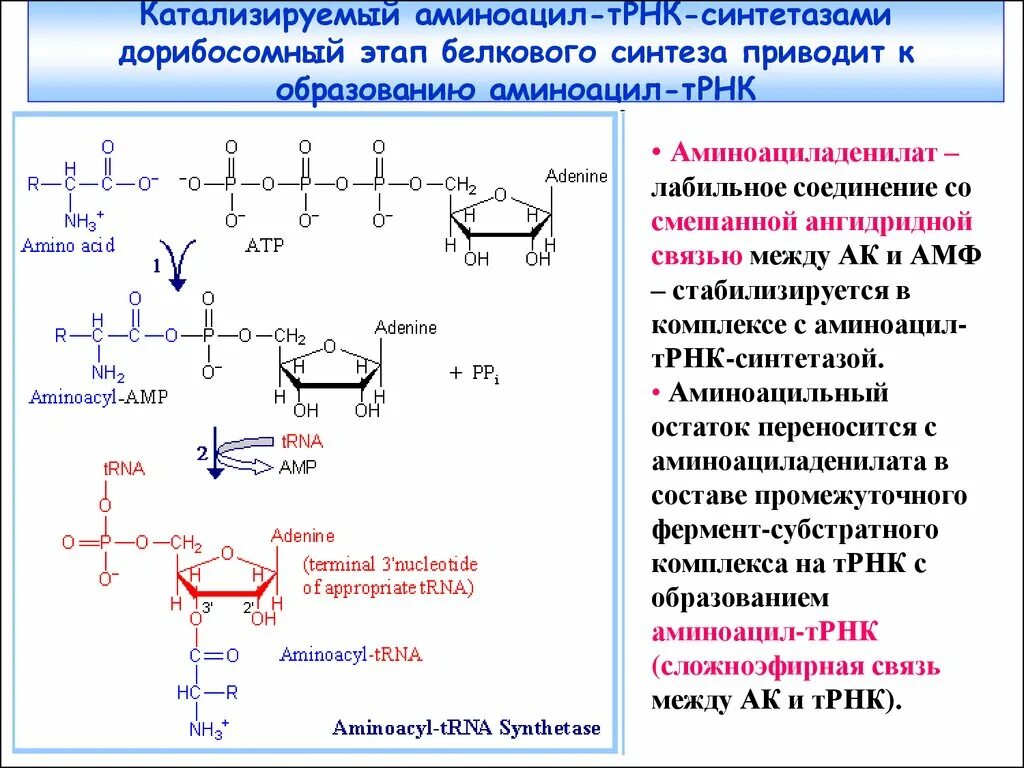 Образование комплексов аминокислот