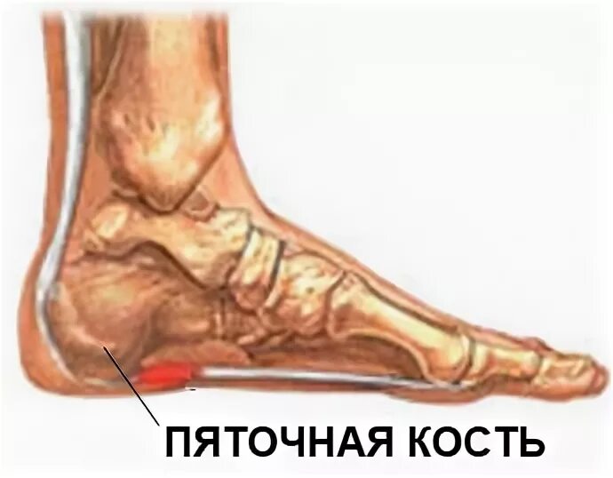 Пяточный бугор пяточной кости анатомия. Стопа анатомия кости таранная кость. Пяточная кость стопы анатомия. Пяточная кость таранная кость. Кость пятки какая.