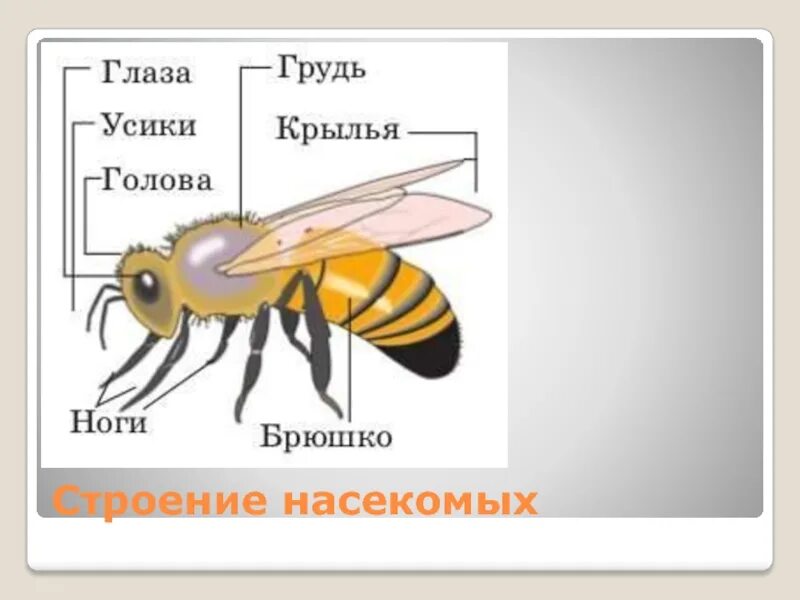 Какие части насекомого изображены. Строение насекомых. Внешнее строение насекомых. Строение тела насекомых. Схема строения тела насекомого.