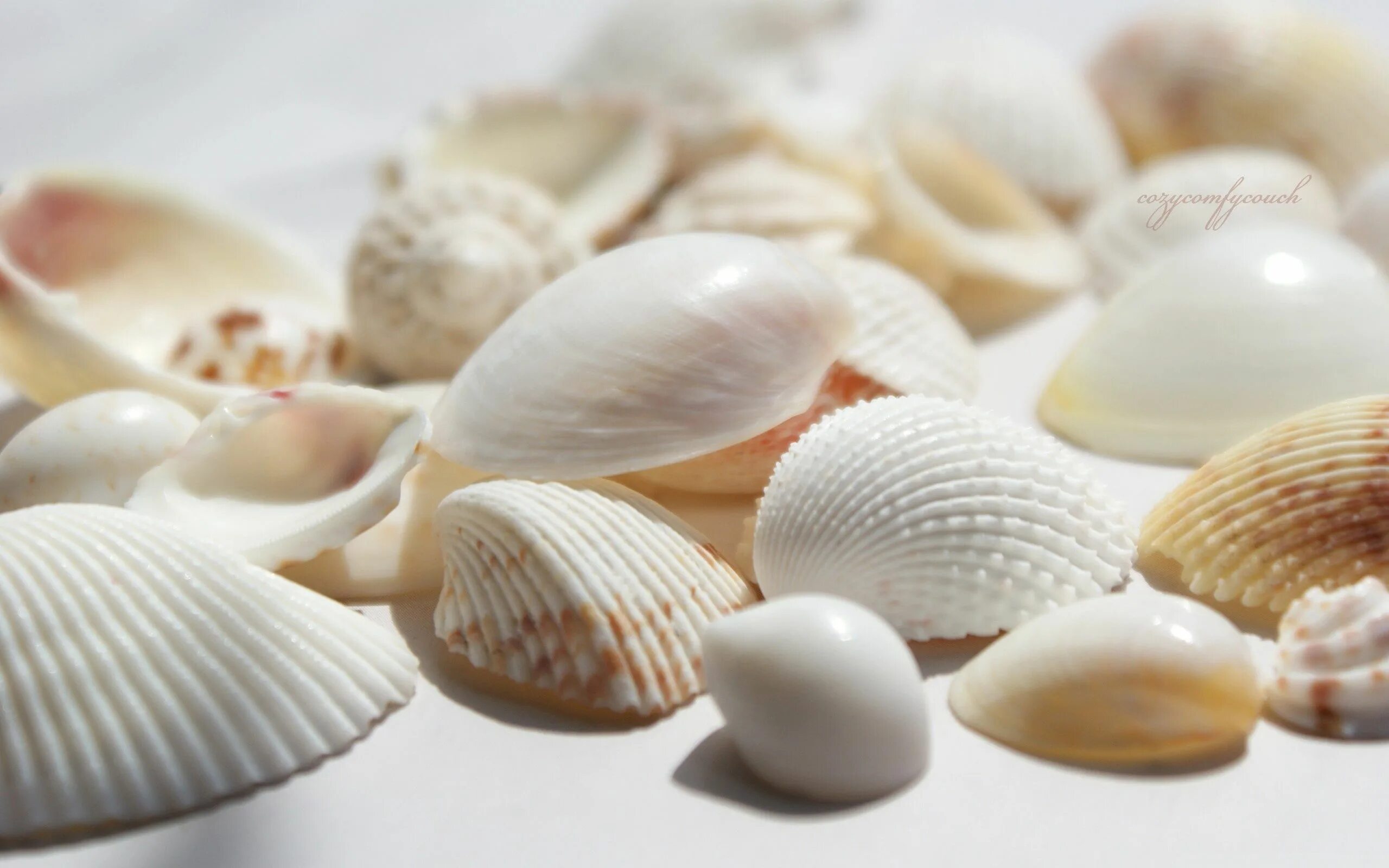 Sea shell
