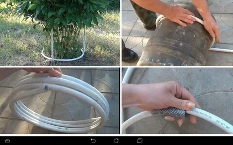 Когда нужно ставить подпорку для пионов
