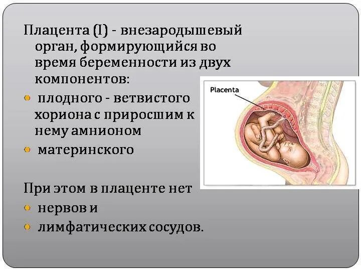 Хорион плацента пуповина. Этапы формирования плаценты. Стадии формирования плаценты. Пороки развития плаценты.