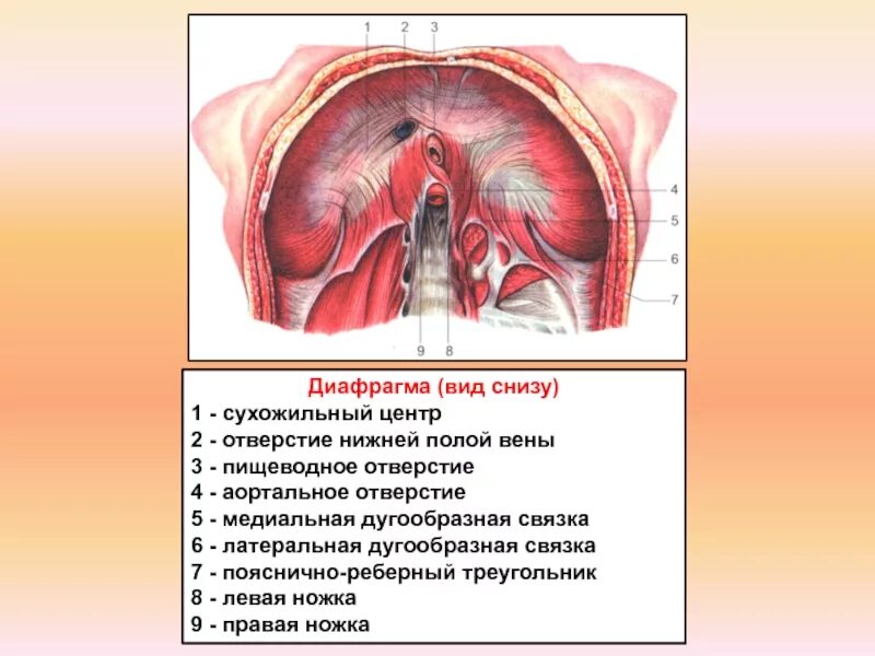 Структуры диафрагмы. Диафрагма вид снизу атлас. диафрагма вид снизу анатомия. сухожильный центр диафрагмы. ножки диафрагмы анатомия.