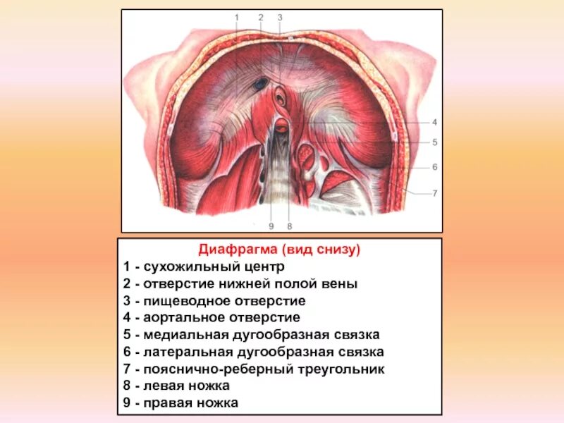Молодые вид снизу. Диафрагма вид снизу анатомия. Диафрагма вид снизу со стороны брюшной полости. Грудобрюшная диафрагма анатомия.