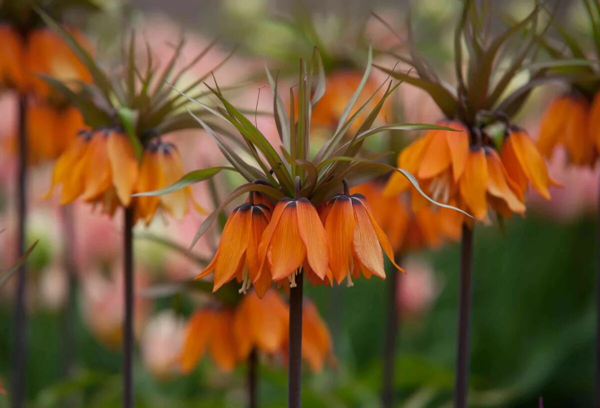 Рябчик Императорский Кекенхофа. Fritillaria Imperialis. Бегония Империалис. Цветок корона фото