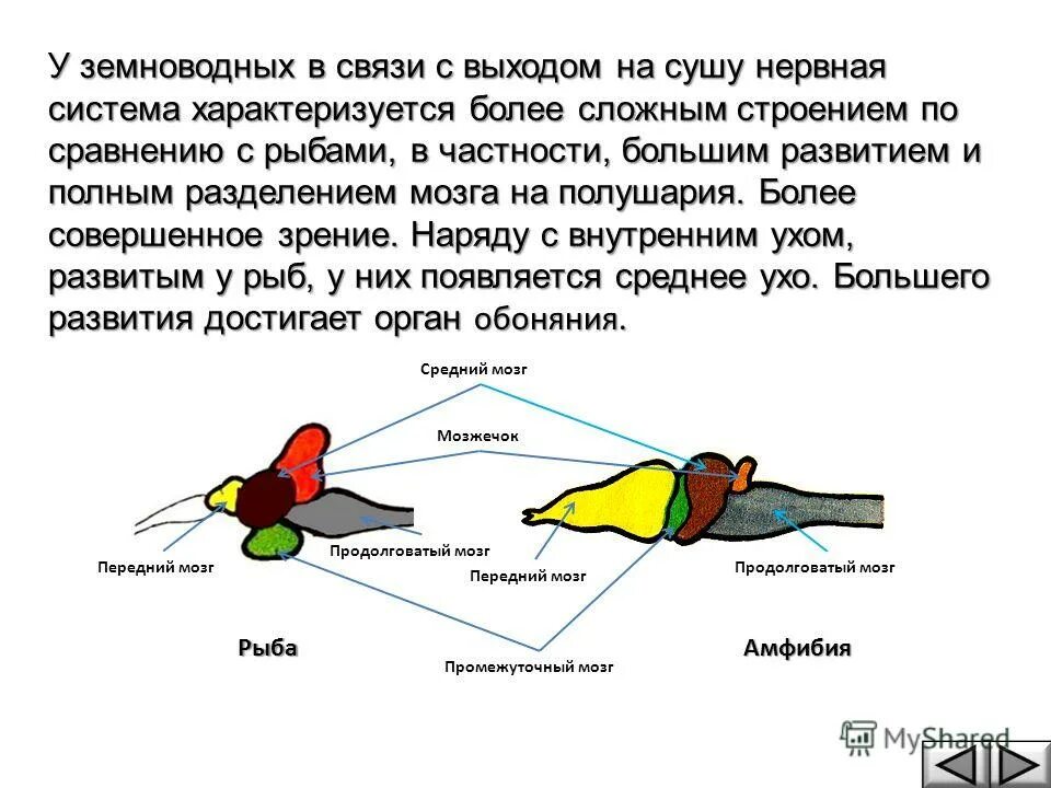 Сравнение головного мозга рыб и земноводных. Строение головного мозга лягушки. нервная система земноводных 7. нервная система рыб головной мозг. нервная система функции отделов головного мозга рыб.