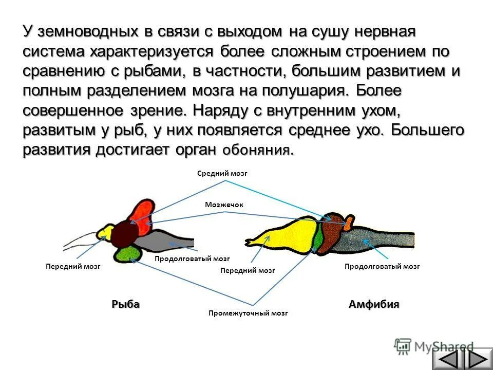 Головной мозг птиц отличается от земноводных. Земноводные строение нервной системы. Нервная система рыб головной мозг. Строение головного мозга лягушки. Нервная система земноводных амфибий.