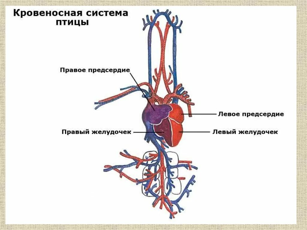 Схема строения кровеносной системы птиц. Венозная система птицы строение. Схема кровеносной системы птицы схема. Анатомия курицы кровеносная система.