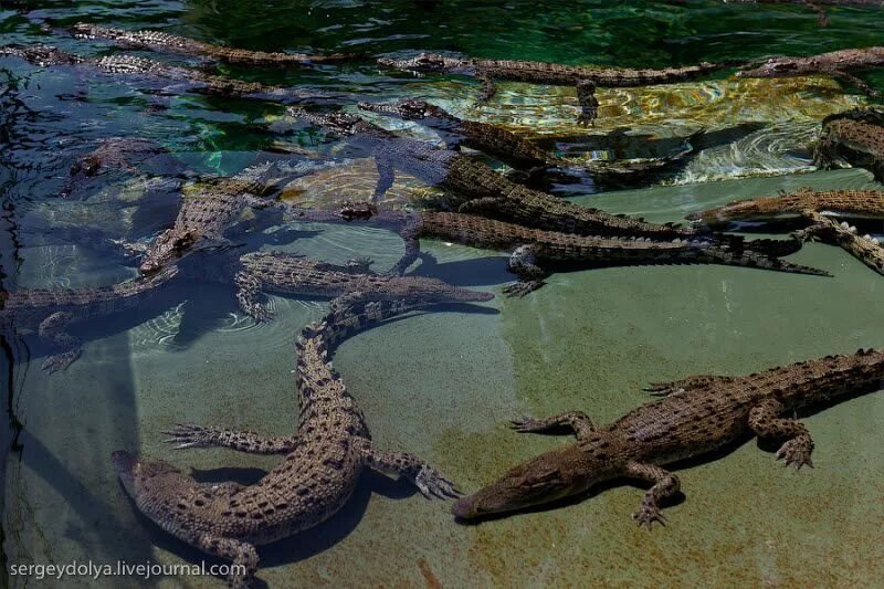 Река Лимпопо крокодилы. Лимпопо крокодиловая река. Крокодил Лимпопо река в Африке.