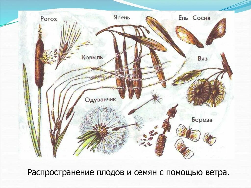 Распространение семян с помощью ветра. Способы распространения семян ветром. Распространение плодов и семян с помощью ветра. Ветром распространяются плоды каких растений. Распространение ветром примеры