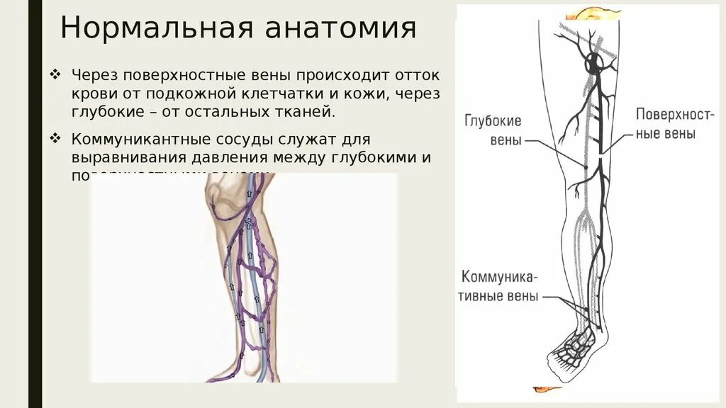 Карта вен нижних конечностей. Перфорантные вены нижних конечностей. Анатомия коммуникантные вены нижних конечностей. Венозный отток нижних конечностей анатомия. Венозный отток от нижней конечности.