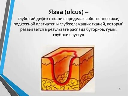 Оболочки кожный покров и