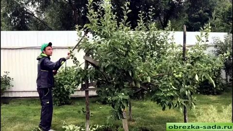 Можно яблони