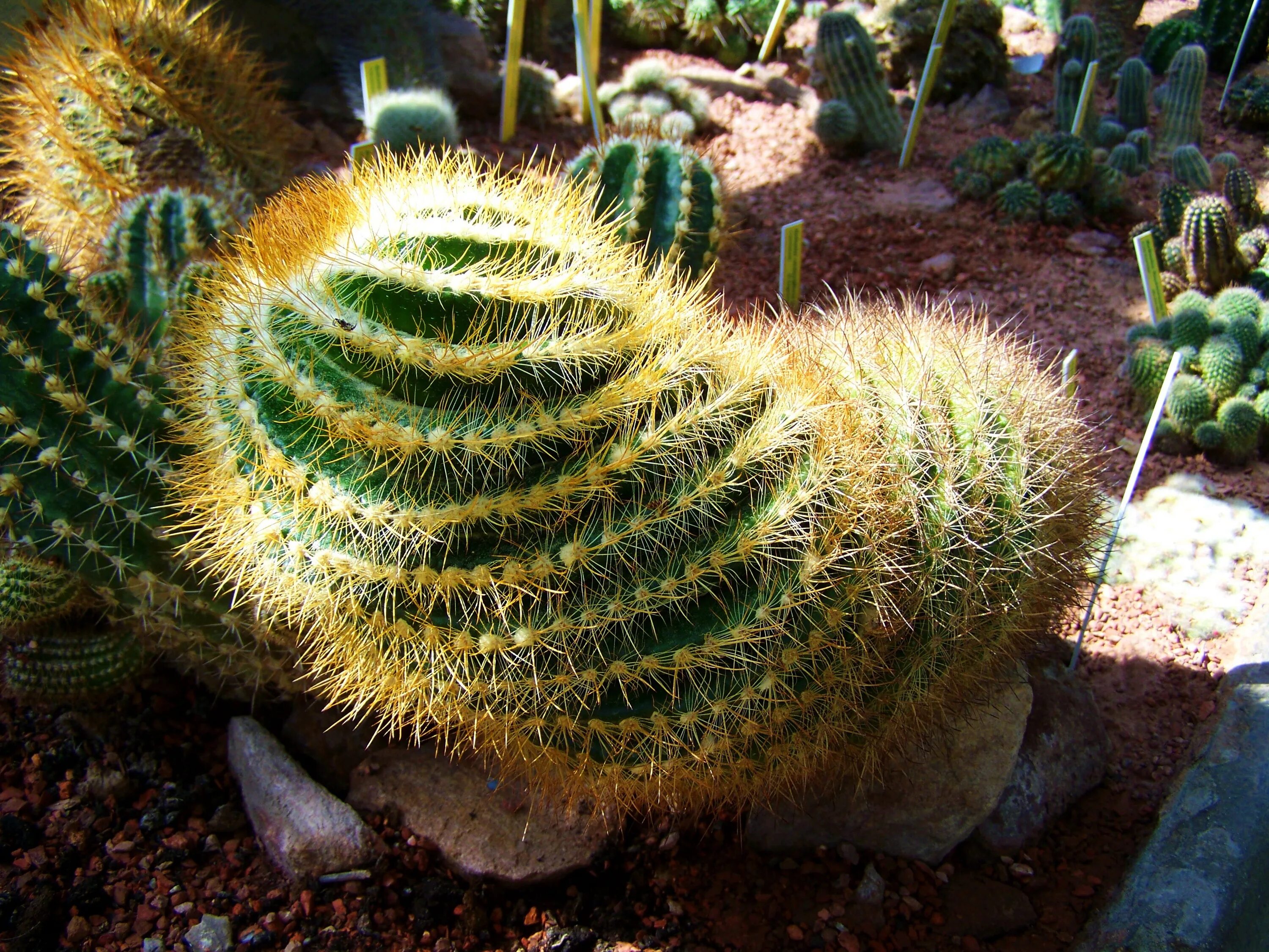 Mexican cactus. Опунция в Мексике. Суккулент мексиканец. Опунция хуажопензис. Кактусовые сады Бразилии.