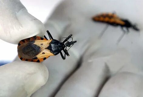Aut bugs