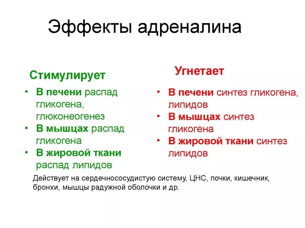 Эффекты адреналина. Физиологические эффекты адреналина. Метаболические эффекты адреналина. Адреналин эффект действия. Побочные адреналина