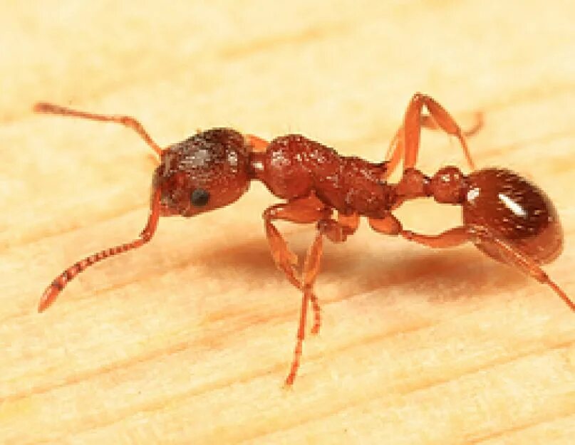 Рыжий муравей питание. Мирмика Рубра. Муравьи Myrmica rubra. Рыжая мирмика муравей. Самец Myrmica rubra.
