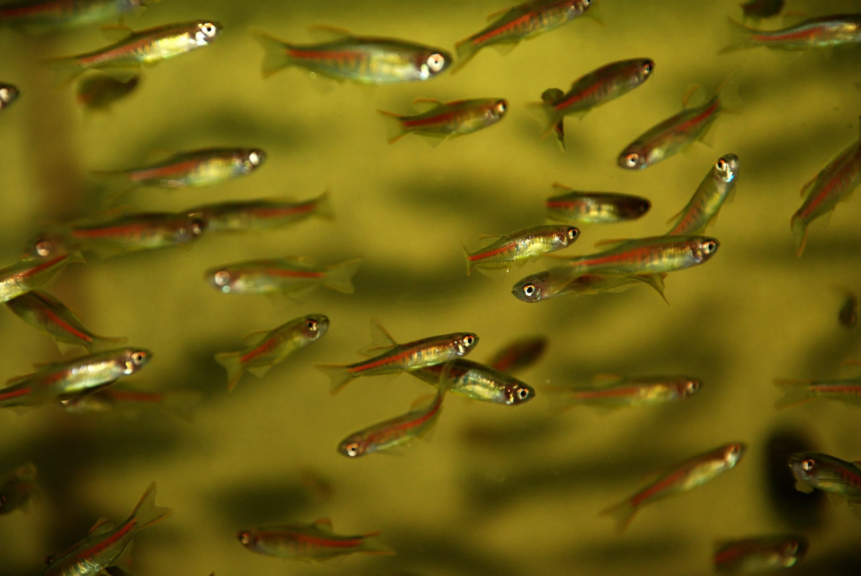 Водоросли мальки рыб окунь. Гуппи рыбки мальки. мальки данио. данио рыбки мальки. мальки рыб гуппи.