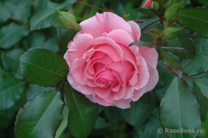 роза сорт дрим уивер. роза дрим уивер. дрим уивер dream weaver роза. роза дрим уивер. роза сорт дрим уивер.