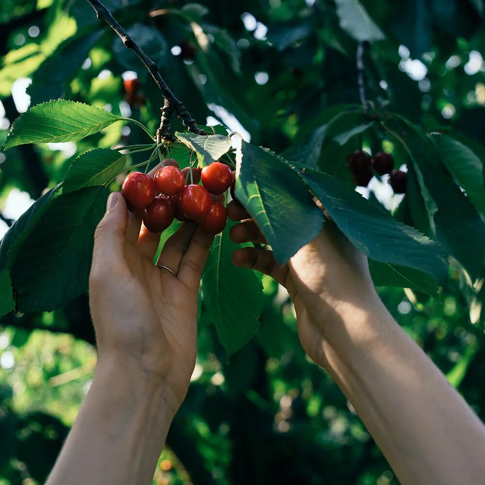 Собирать черешню во сне. Много вишни. Сбор вишни. Черешня во сне. Черешня для детей.