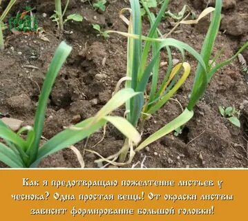 Стебли чеснока желтеют
