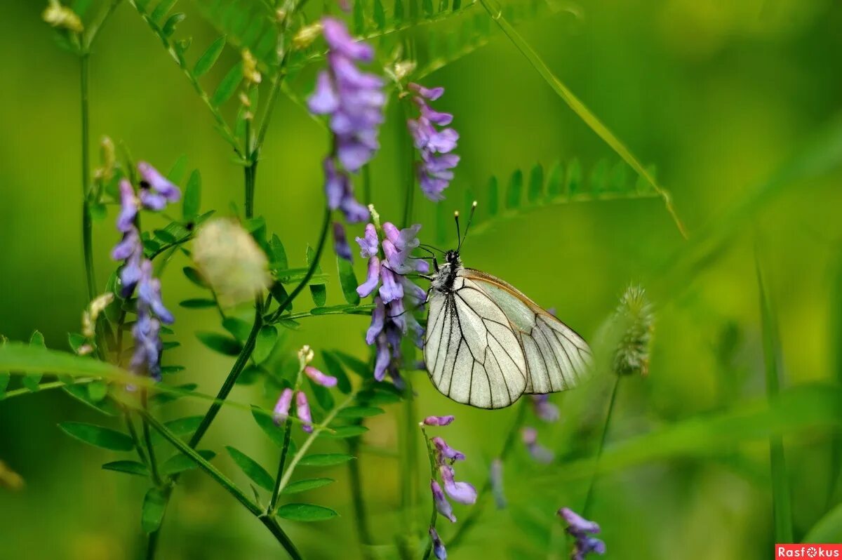 54 эх. Aporia crataegi. (Aporia crataegi l.).. Aporiab crataegi.