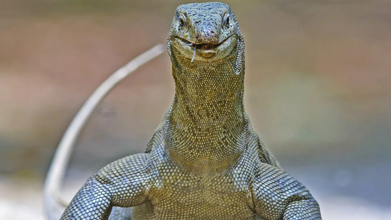 Big lizard. Big lizard
