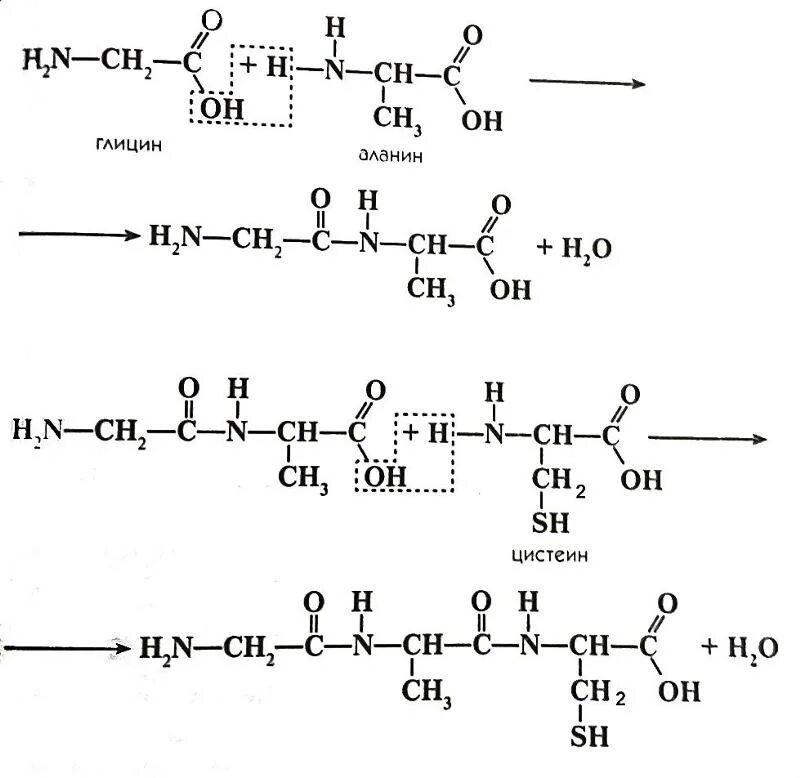Глицин полипептид. Образование трипептида из аланина. Глицин лизин Валин. Трипептид фенилаланин цистеин Валин.