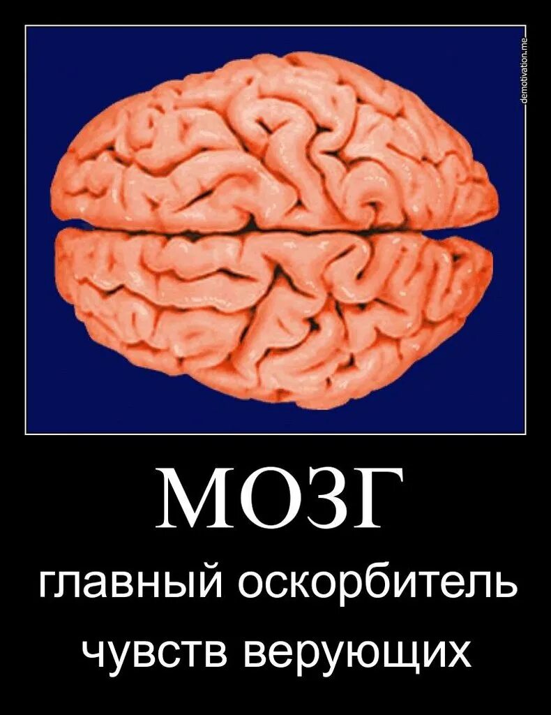 5 основных мозгов. Мозг сверху. Мозг вид сверху. Главное мозг. Обмануть мозг.