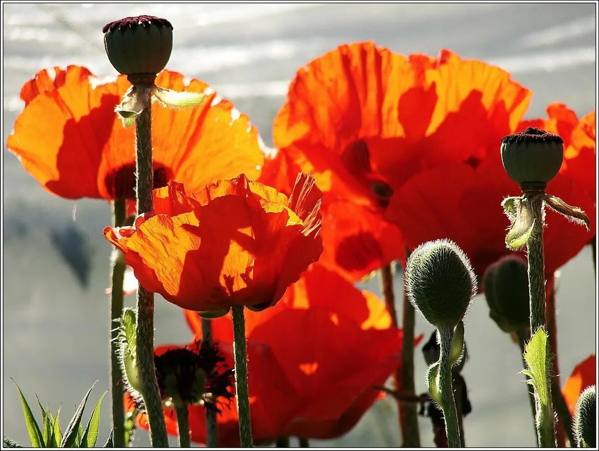 Маки маки. Мак цветок. Мак фото. Полевые маки. Красивые маки.