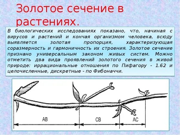 Золотое сечение вязьма. Листок золотое сечение. золотое сечение в растениях. пропорции золотого сечения в природе.