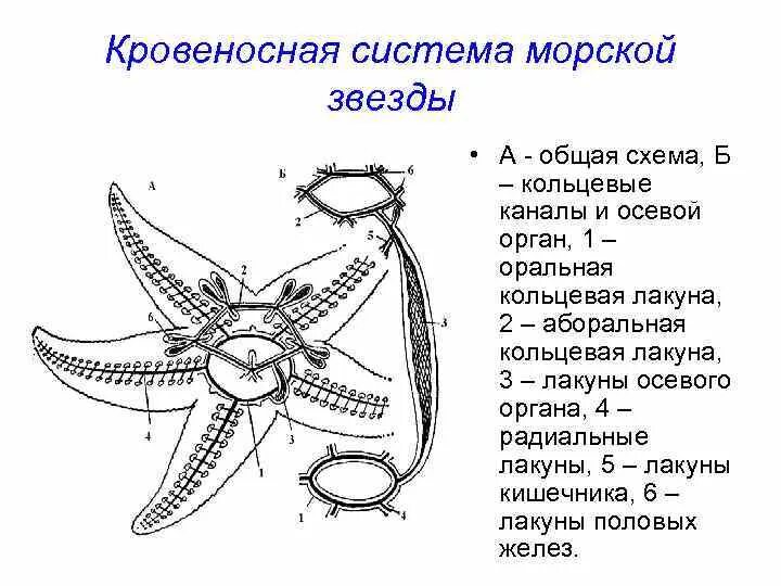 Амбулакральная система морской звезды схема. Кровеносная система иглокожих схема. Строение иглокожих схема. Псевдогемальная система иглокожих.