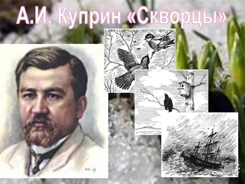 Куприн скворцы читать полностью. Куприн скворцы. Рассказ Куприна скворцы.