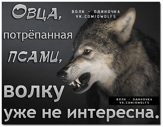 Волки и овцы цитаты
